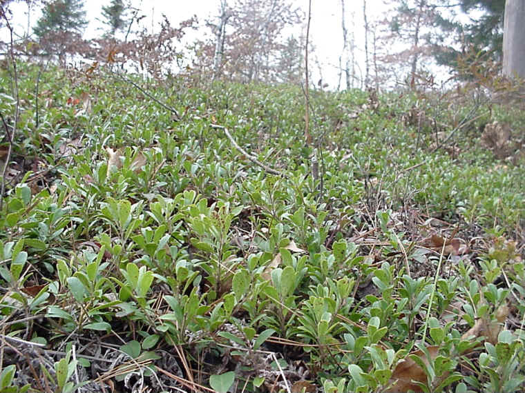 Kinnickinnick (Arctostaphylos uvaursi)