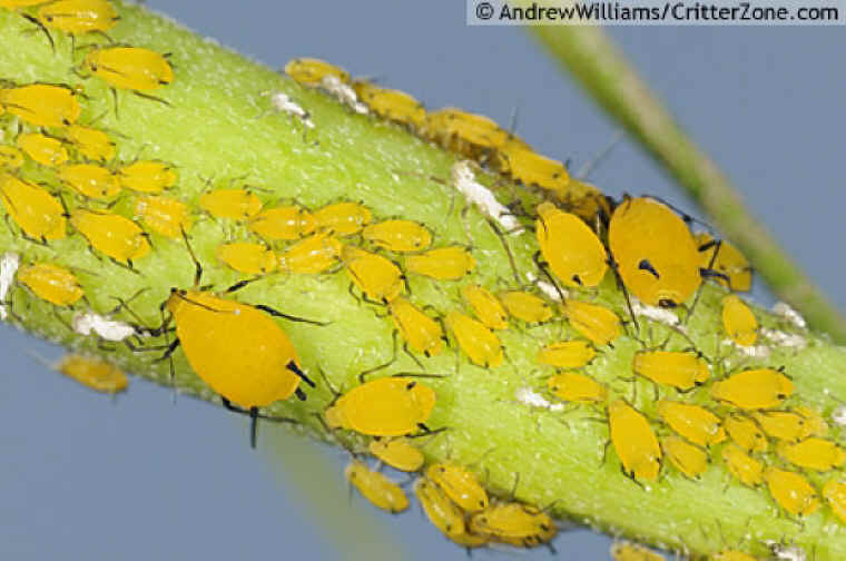 Milkweed Aphids