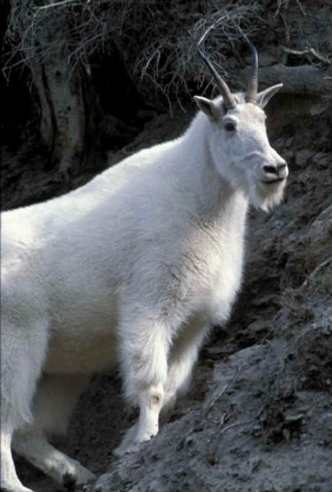 Mountain Goat
