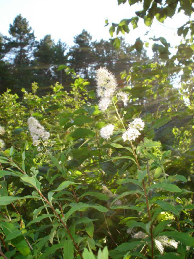 Steeplebush (Spirea alba)