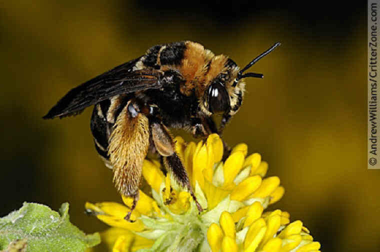 Svastra Obliqua Female Bee