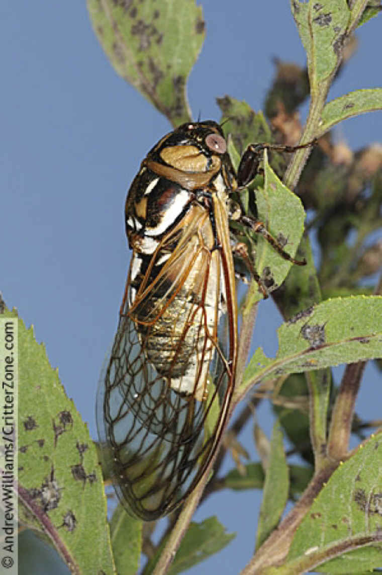 Bush Cicada (Tibicen dorsatus)