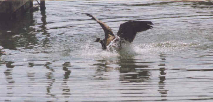 Canada Goose Landing