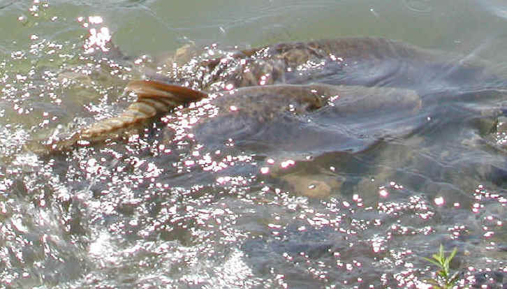 Spawning Carp
