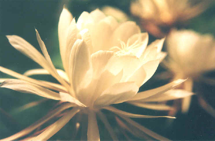 Nightblooming Cereus (Hylocereus cactaceae)