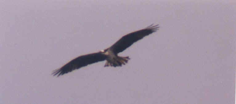 Osprey in Flight