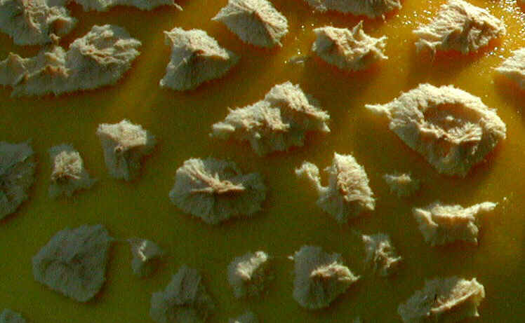 Moonscape or Mushroom