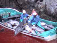 Taiji dolphin day