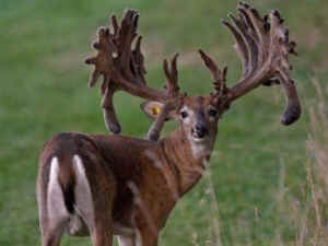 deer huge antlers genetics