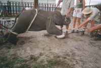 circus zoo abuse