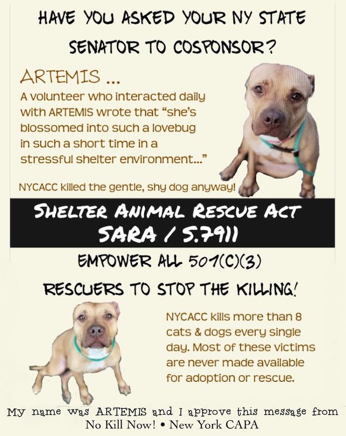 NY Shelter Act