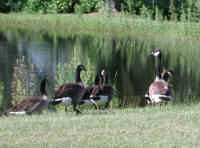 Westchester 4 Geese