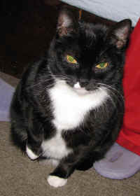 ADOW companion loss Josie