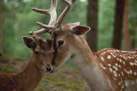 Animal Defenders deer press release