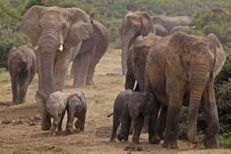 elephant ivory Kristal Parks