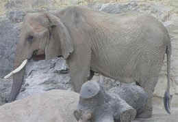 Lucky elephant San Antonio Zoo