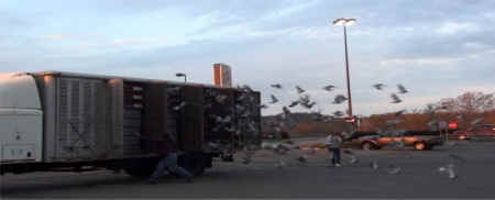 pigeon races racing