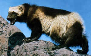 wolverine fur trap