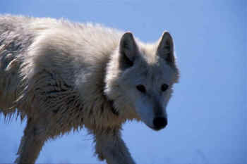 wolf wolves Jim Robertson