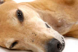 greyhound vivisection invasive