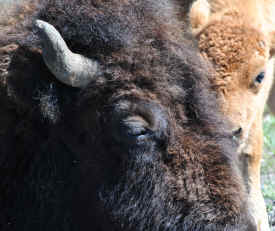 bison buffalo Yellowstone