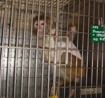 nicotine expeirments monkeys PETA