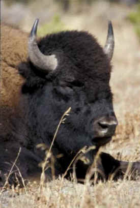 bison buffalo Jim Robertson