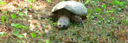snapping turtle