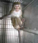macaque Philippine Airlines transport
