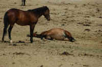 wild horse roundup BLM 102