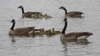 geese goose culling
