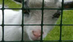 Santa Cruz Biotechnology goat abuse