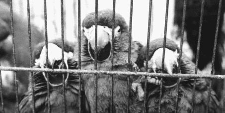 wildlife exotic smuggling Brazil