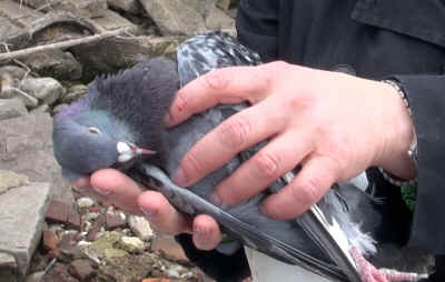 pigeon shoot SHARK Steve Hindi