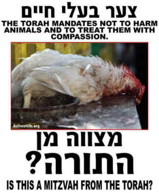 chickens kaporos religious Jewish tradition