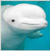 beluga captive aquarium