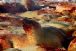 Namibia seal slaughter