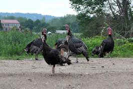 Staten Island turkeys