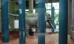 elephant Seattle Woodland Park Zoo