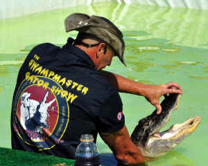 alligator gator wrestling