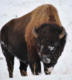 bison buffalo symbol Interior