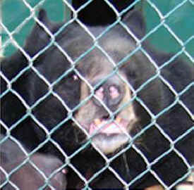 bear captivity caged
