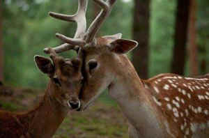 Teatown preserve deer slaughter