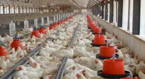 chicken KFC Africa