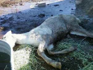 foal frozen cruelty law
