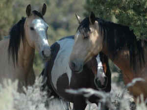 BLM wild horse roundup sage grouse