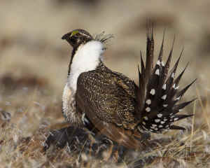 BLM wild horse roundup sage grouse