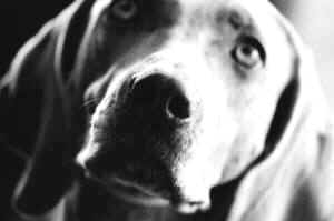 PCRM heart failure experiment dogs