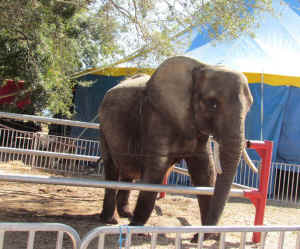 elephant ride Nosey