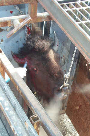 bison buffalo slaughter Yellowstone